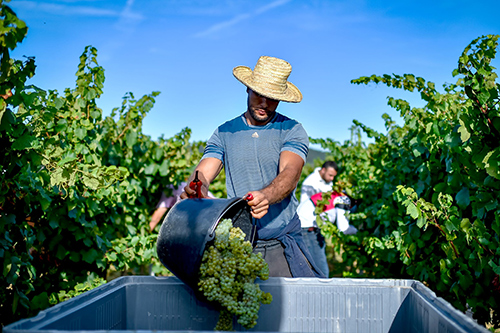 mauzac vigne martinolles limoux